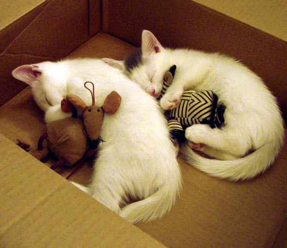 熊猫体育app官网-日本马术协会推出马术运动员健康管理系统，关注运动员身心健康。