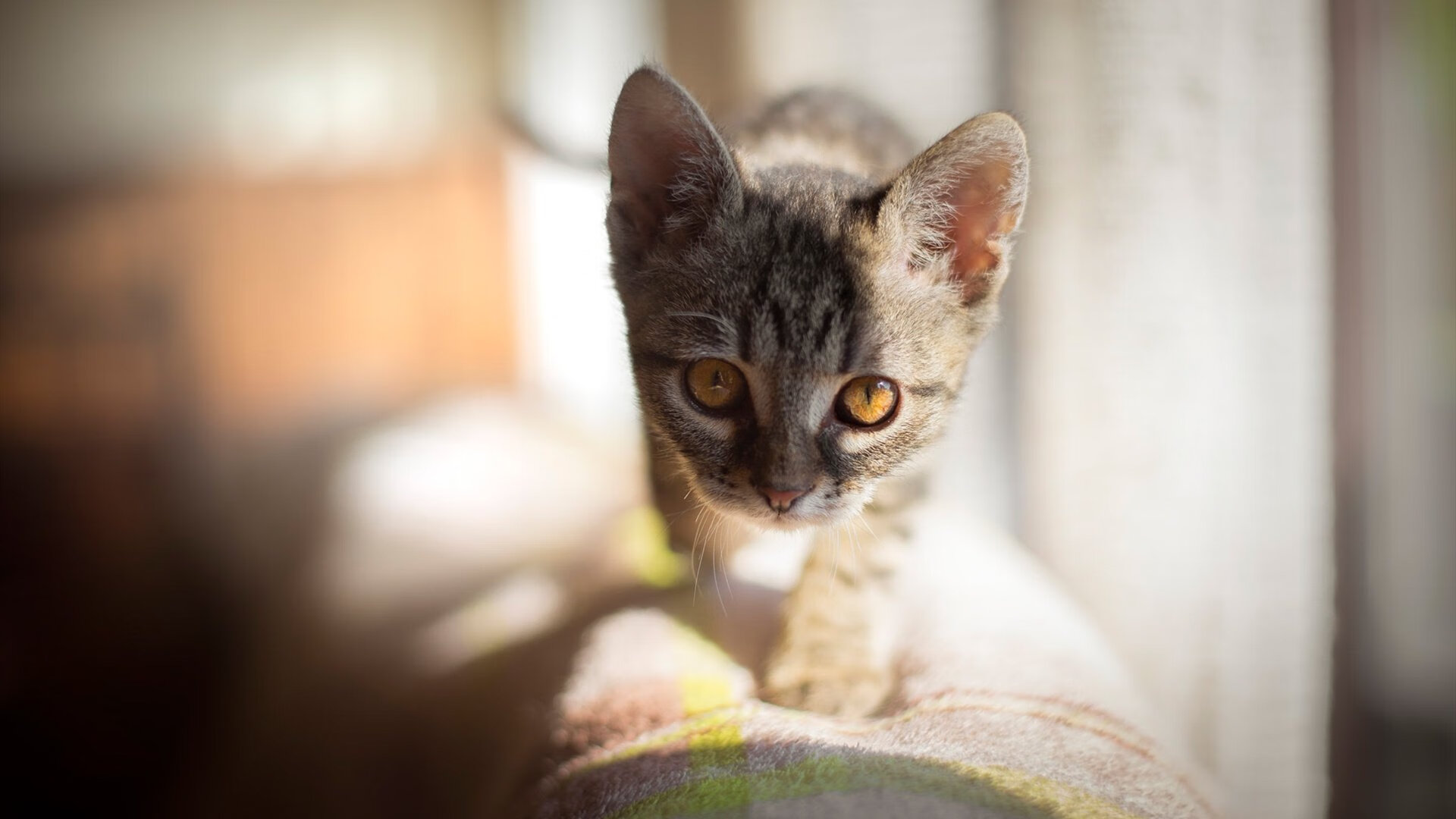 球场“王者之战”:顶级豪门的巅峰对决,王者之战什么意思