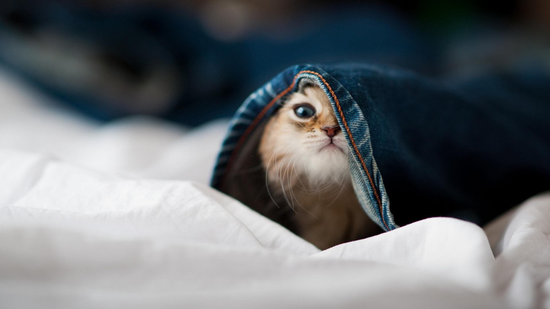 熊猫体育官方试玩-英超紧张激烈，精彩反击和精彩扑救轮番上映，英超 激烈