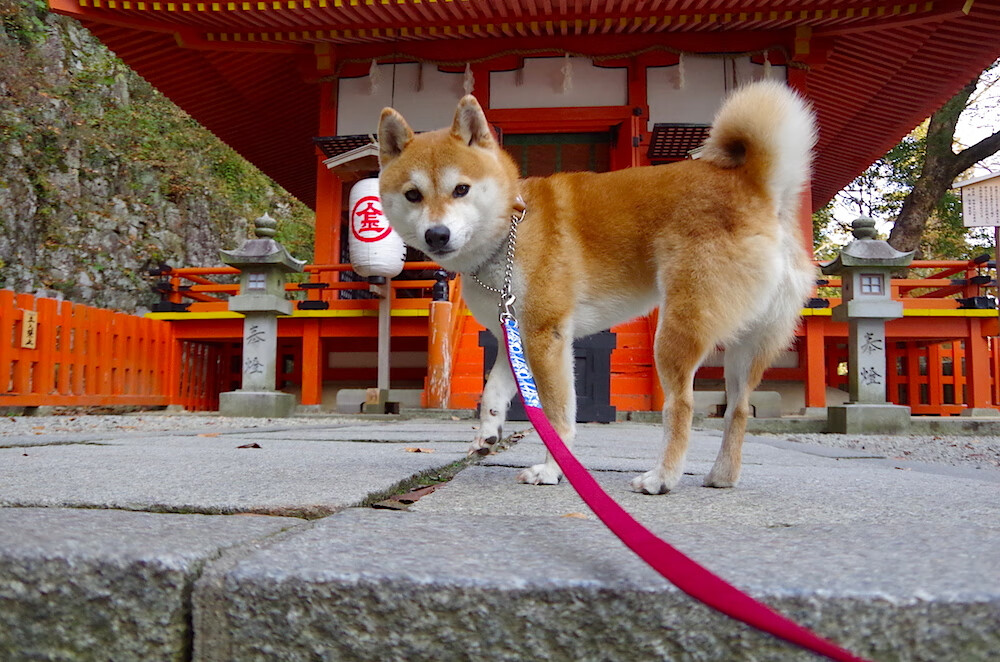 逆转奇迹:那些令人震撼的比赛翻盘瞬间,逆转奇兵百科