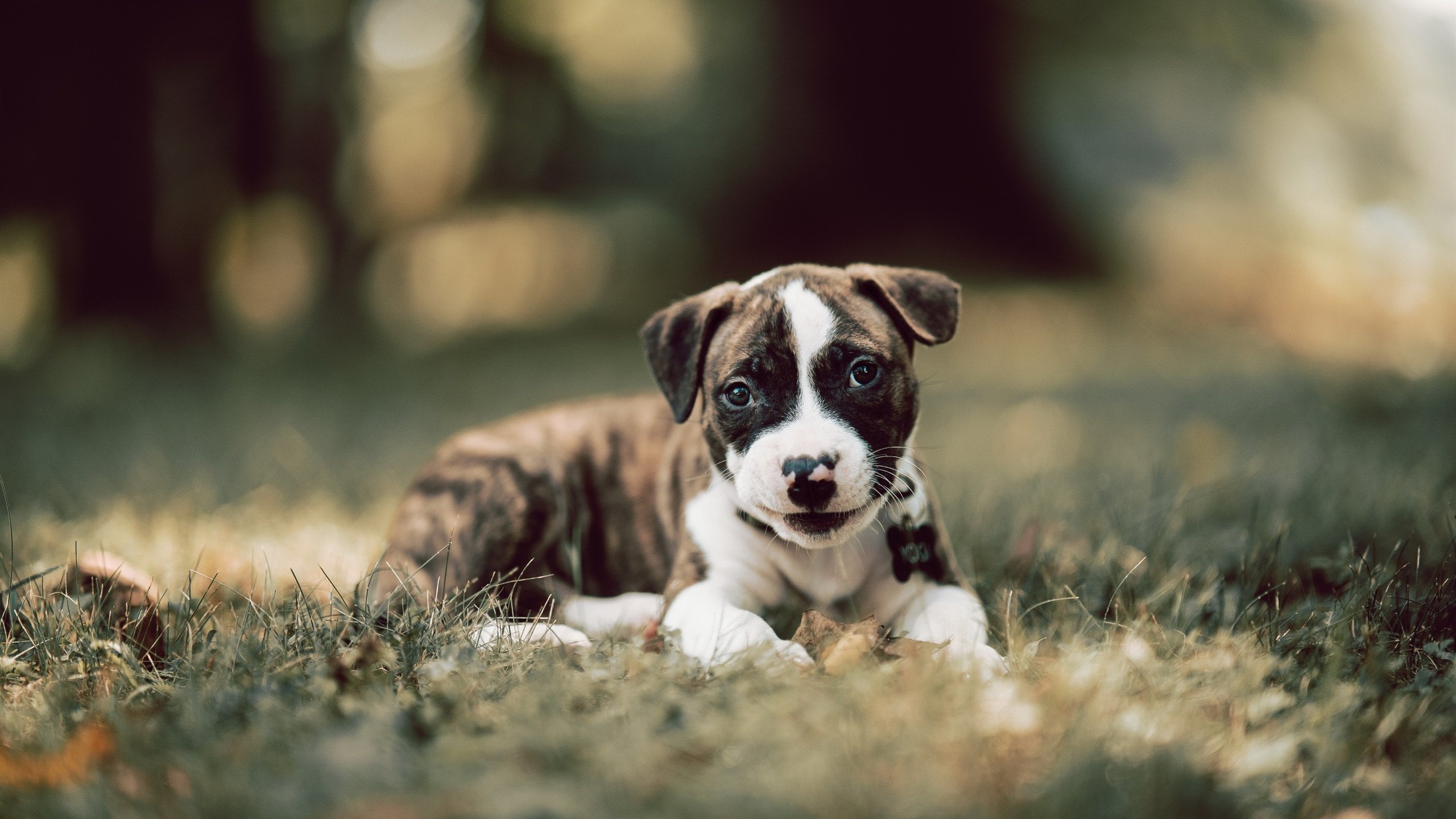 熊猫体育网址-FaZe内部探讨LOL战队运营结构，lol战队介绍