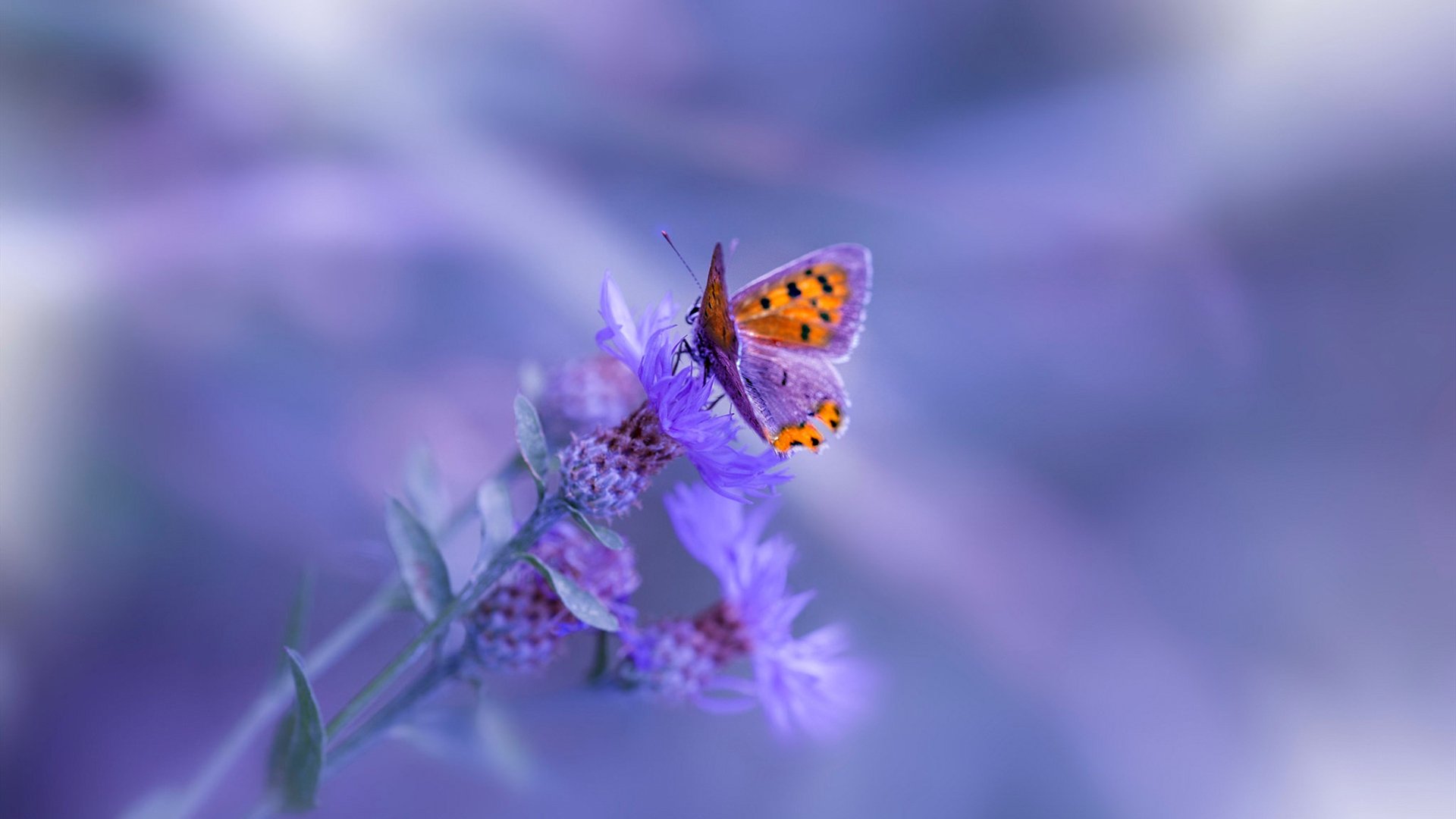 LCS回顾:经典对决Top 5,lpl经典比赛