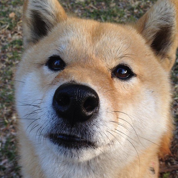 世界跆拳道团体赛中国队晋级决赛,世界跆拳道示范团