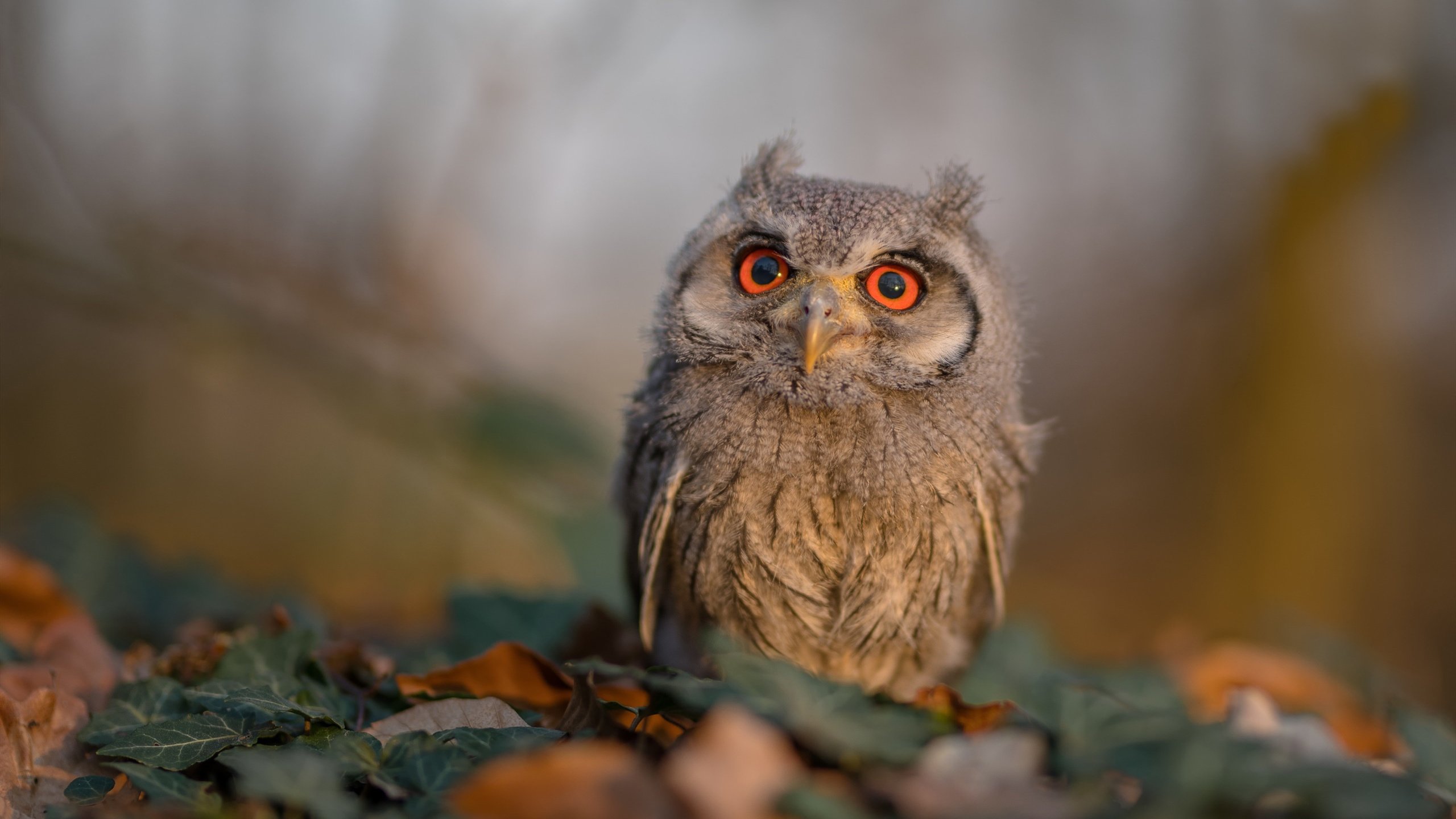 巴朗加国王篮板球争夺激烈,巴朗barron