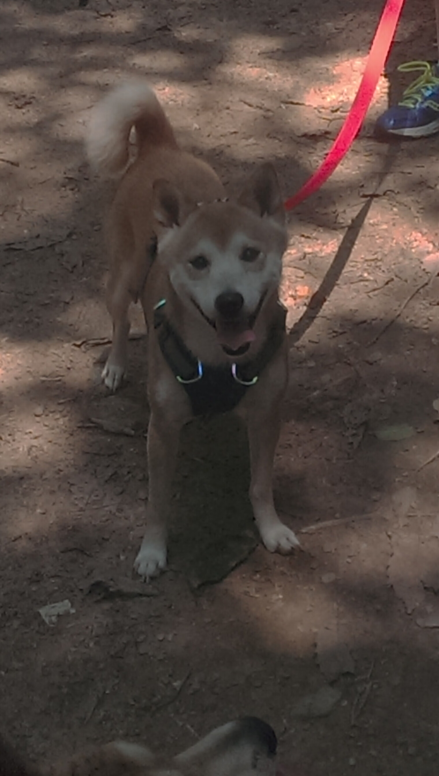 巴朗加国王防守强度不断增强,巴朗是啥意思