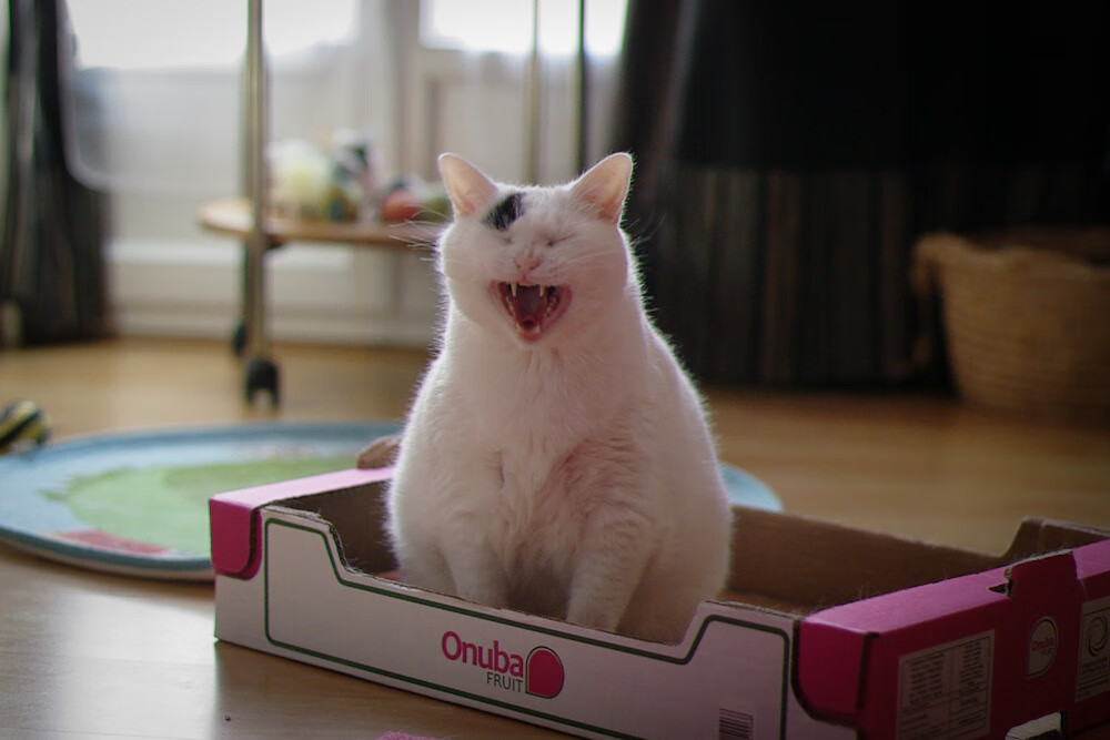 熊猫体育APP-逆转体操新人成功逆袭，逆转训练