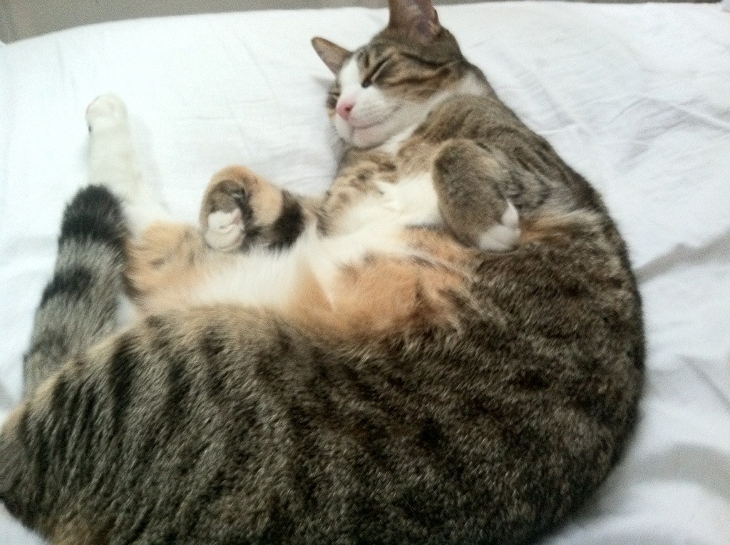 法甲球队VAR判罚语义处理系统的优化策略探讨,足球var裁判有几个