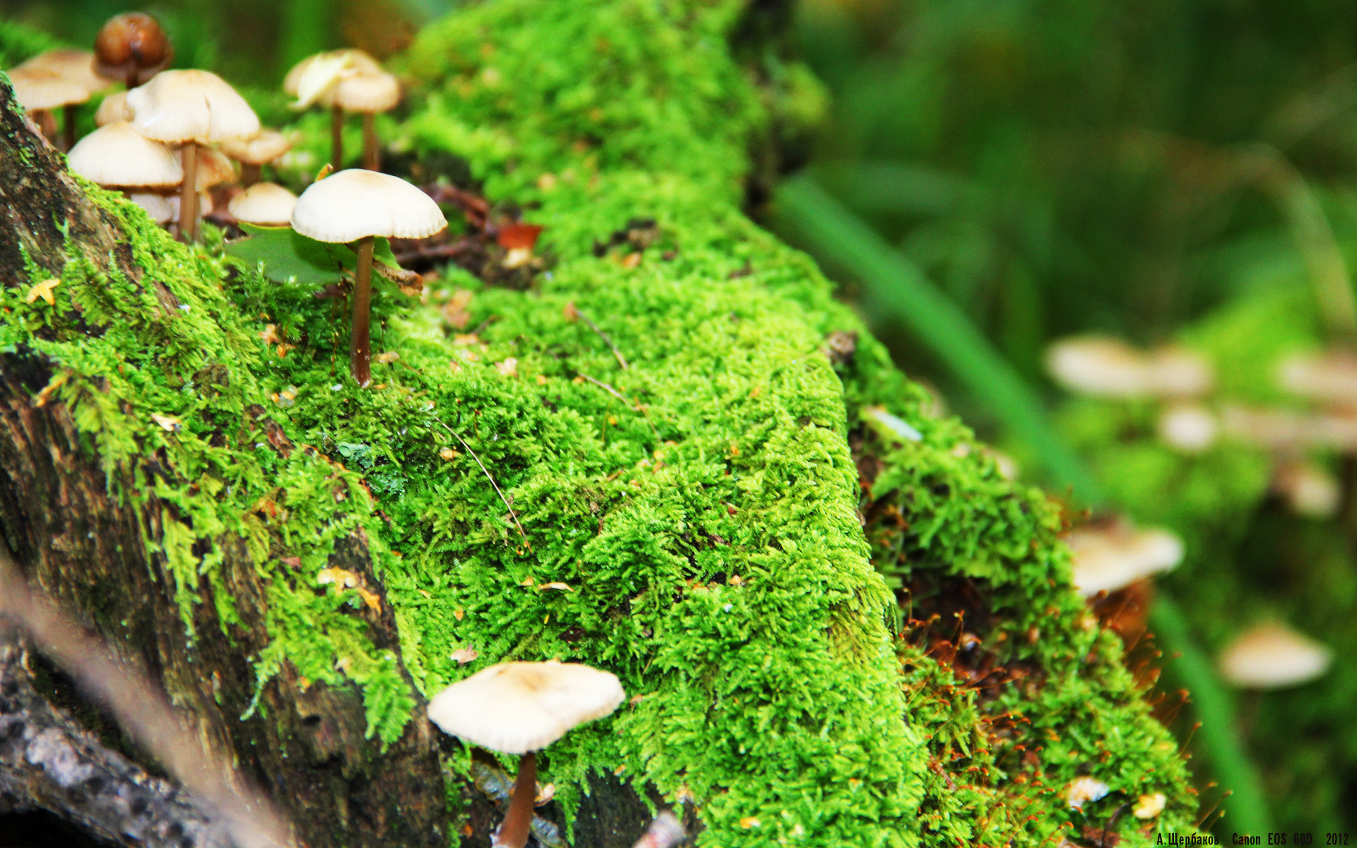 “腰旗橄榄球:新型竞技方式成为东部新区的焦点”