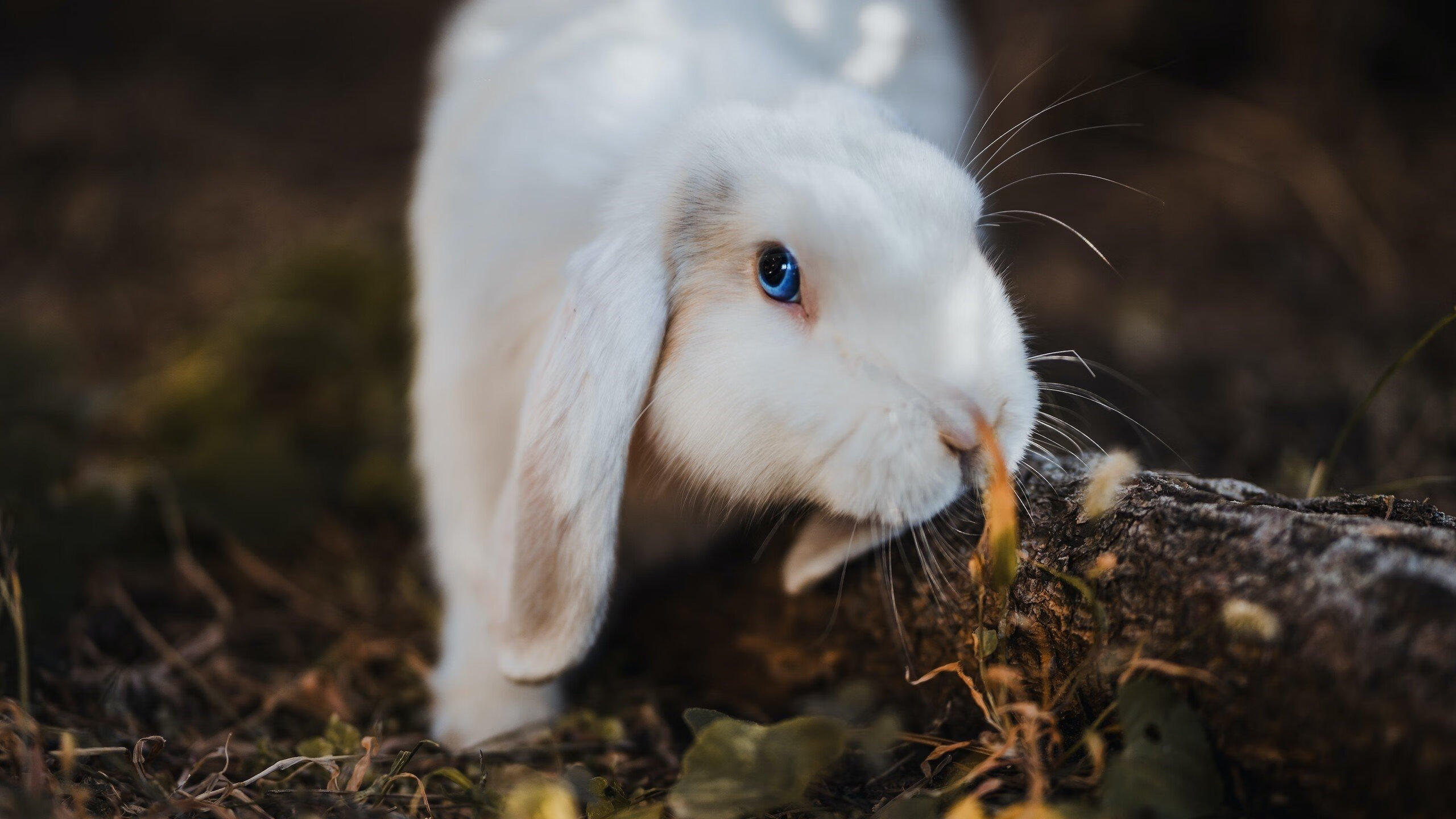 熊猫体育娱乐-东京马拉松落幕 肯尼亚选手包揽冠亚军，东京马拉松金牌