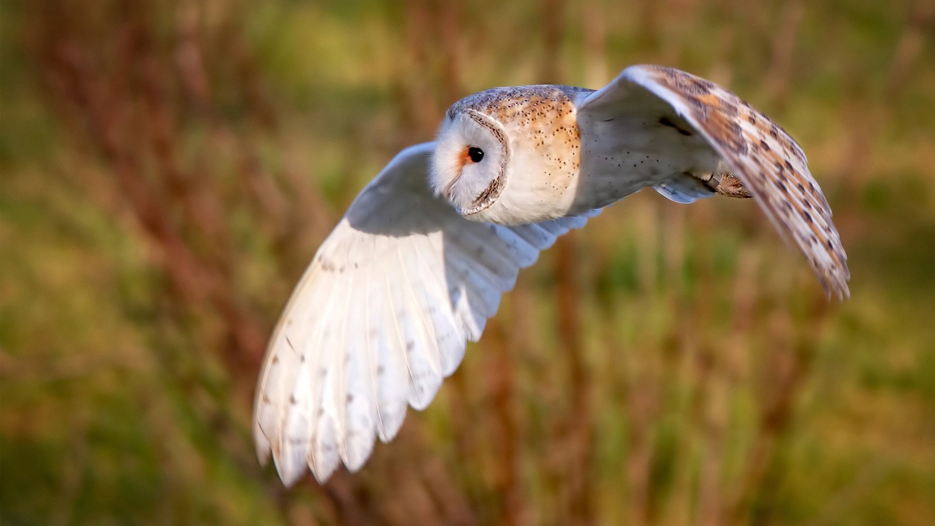熊猫体育app下载-国际乒乓赛事继续火热进行，各国选手争夺荣誉，国际乒乓球比赛排名