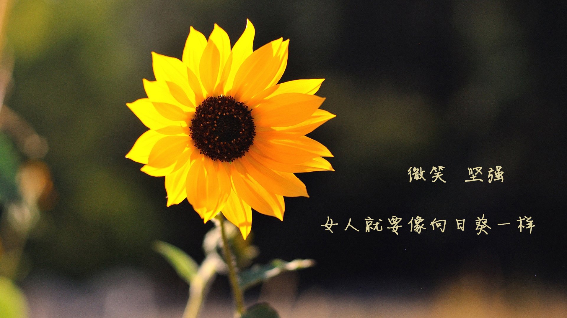 基层足球发展资金短缺问题,基层足球发展资金短缺问题有哪些