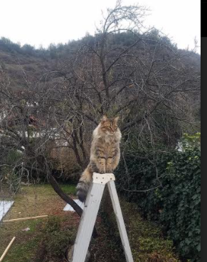 尤文图斯提升进攻纵深打破防线压制,尤文图斯战术