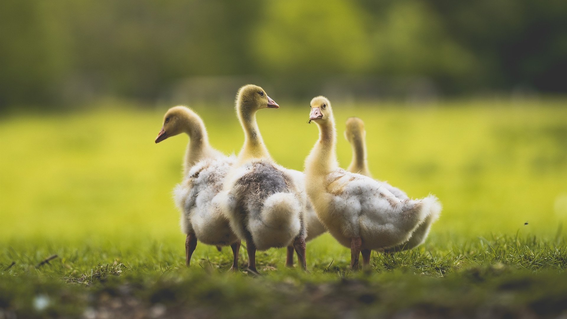 熊猫体育网站入口-中美洲篮球锦标赛中，墨西哥队表现抢眼，冲击历史佳绩，美国男篮 墨西哥