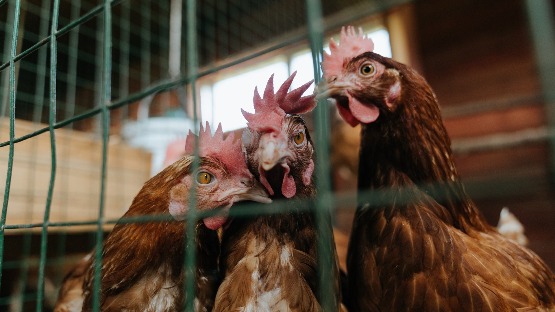 国际裁判判罚透明化平台上线,提高信任度,国际裁判文书网