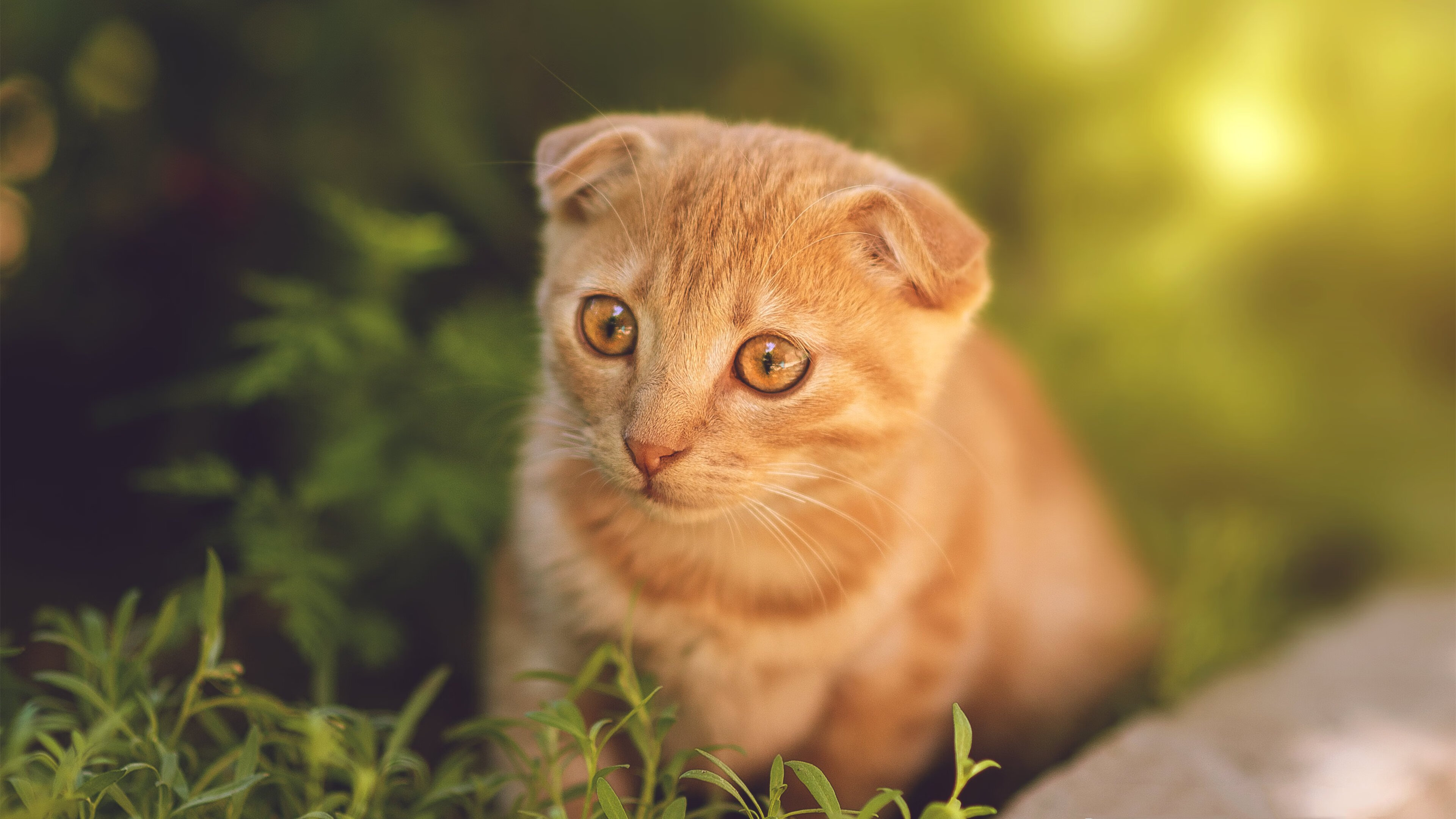 熊猫体育在线-塞尔维亚男篮在欧洲预赛中奋勇追击，争取奥运门票！，塞尔维亚男篮奥运预选赛