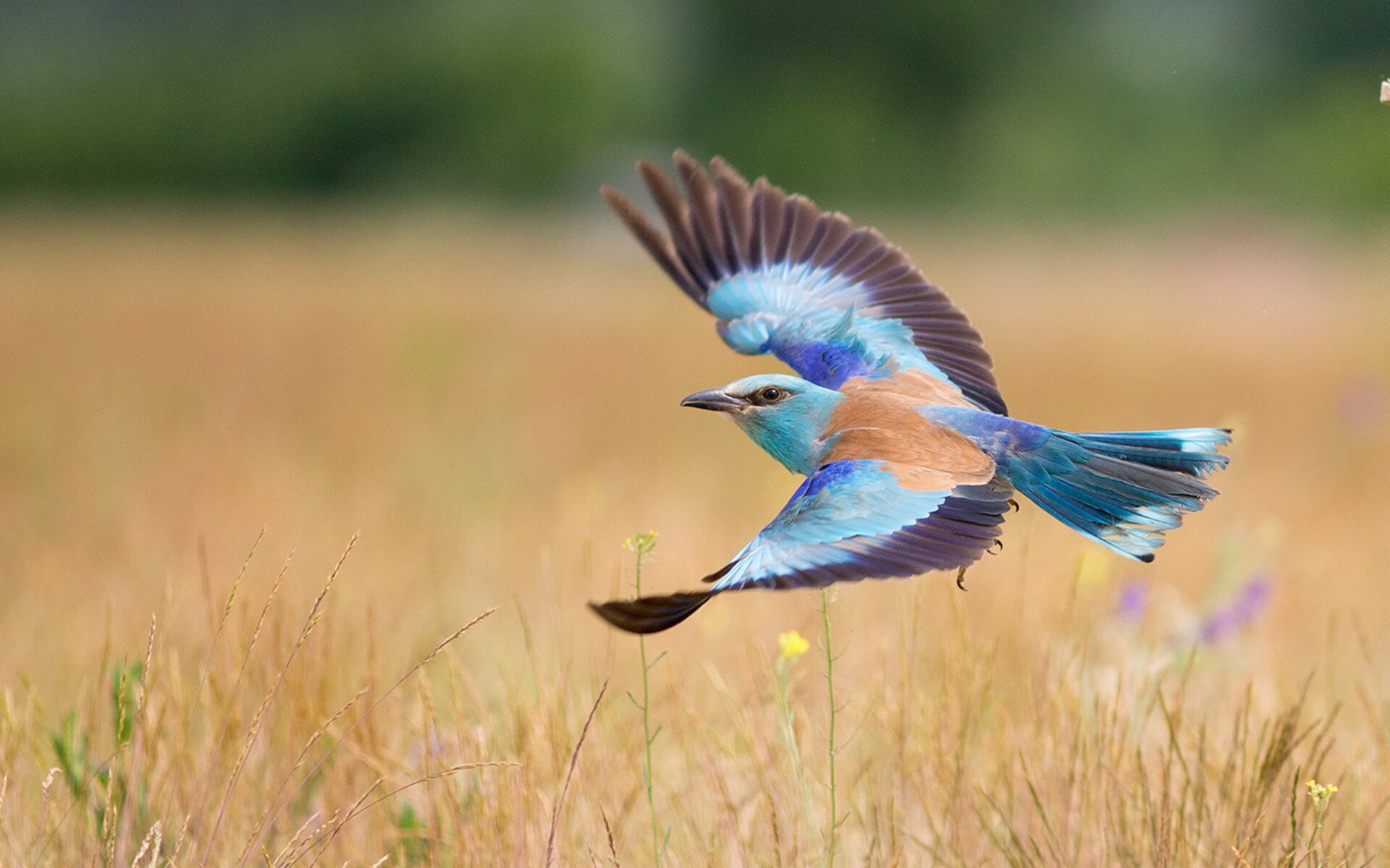 男子国家队配置专项康复师团队强化恢复体系,国家队体能康复师